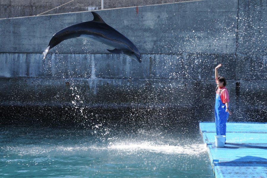🐬 무로토 돌고래 센터(무로토도루휜센타) 이미지 7